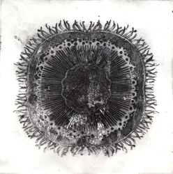 Plant Cells