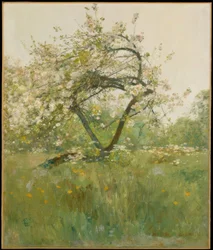 Peach Blossoms - Villiers-le-Bel