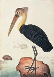Ardea Argala, from Drawings of Birds from Malacca