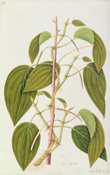 Betel Leaf, from Fifty-Five Drawings of Medicinal Plants of Malacca, Volume 1, c.1805-18