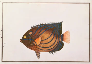 Blue-ringed Angelfish, from Drawings of Fishes from Malacca, c.1805-18