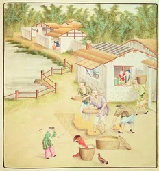 Chinese Peasants Sifting Rice