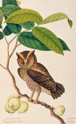 Jambooai-eri Pootih, Boorong Ketamboo Ketampin, from Drawings of Birds from Malacca, c.1805-18