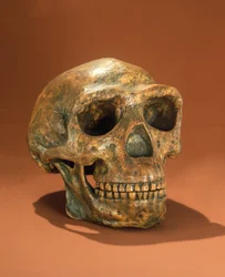 Peking Man