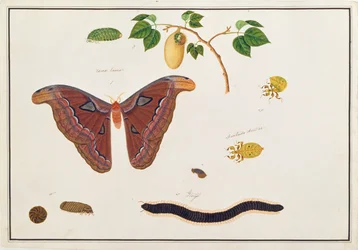 Six Arthropods, from Drawings of Animals, Insects and Reptiles from Malacca