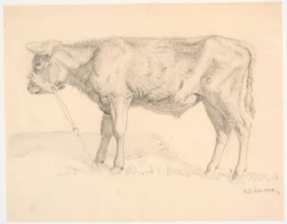 A Bull Calf