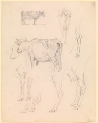 Cows
