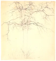 Linden Tree by the Path of Love