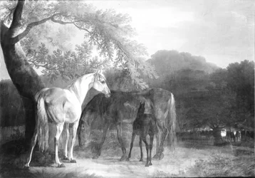 Horses in a Forest Area