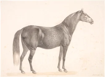 Black Horse