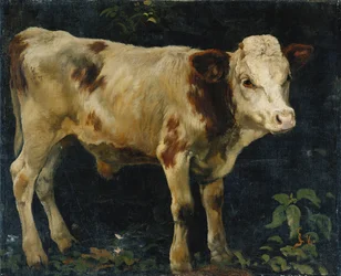 A Bull Calf
