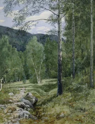 Spring in the Forest