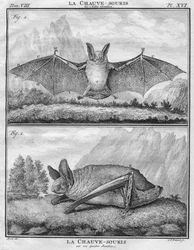 The Bat with Wings Extended & The Bat on its Four Legs, c1763