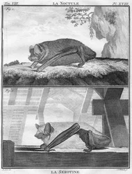 The Noctule & The Serotine