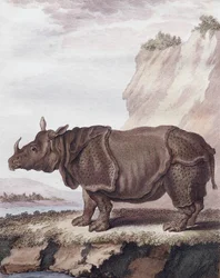 Rhinoceros