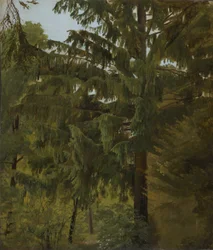 Fir Tree in Deciduous Forest