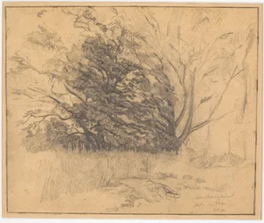 Group of Trees