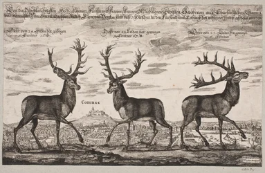 Three Red Deer, Shot in Coburg