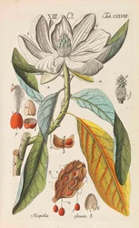 Botanical Handbook