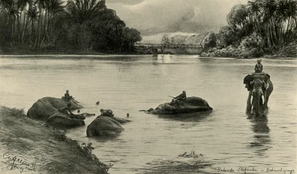Elephants bathing in the Mahaweli river, Ceylon, 1898