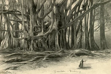 Giant Trees in Buitenzorg, Java
