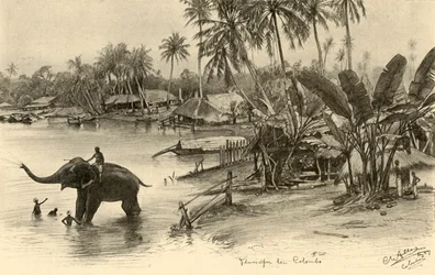 Washing an elephant in the river, Colombo, Ceylon