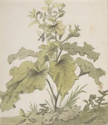 Study of a Plant, 1712-1774