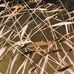 Abstract Reed Patterns