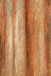 Autumn Forest Blur