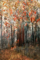 Autumn Forest Glow