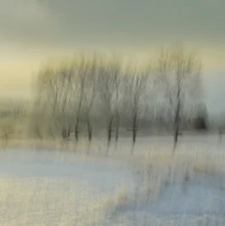 Blurred Winter Trees