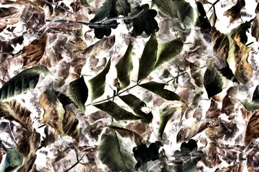 Bright Organic Leaf Texture