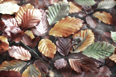 Colorful Autumn Leaves