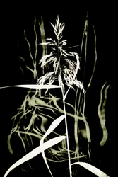 Dark Reed Silhouette