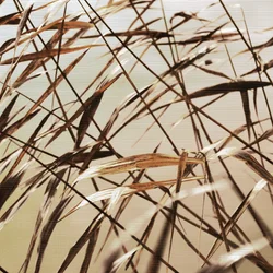 Delicate Dry Reeds