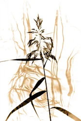 Delicate Reed Silhouette