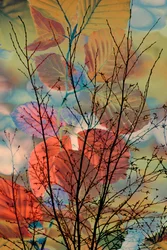 Dreamy Autumn Branches