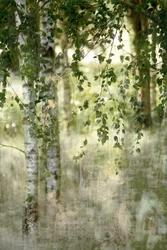 Dreamy Birch Forest