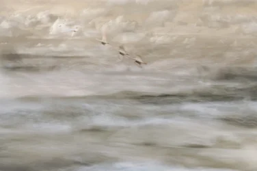 Dreamy Birds Over Water