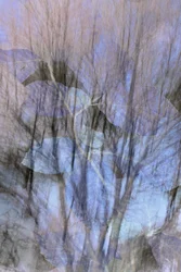Dreamy Blue Forest