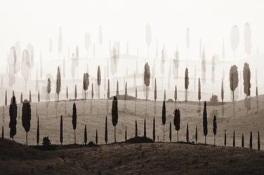 Dreamy Cypress Hills