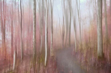 Dreamy Pink Forest