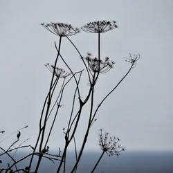 Dried Plant Silhouettes