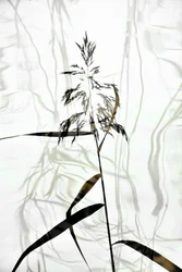Elegant Reed Silhouette
