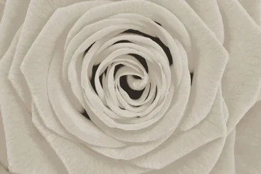 Elegant White Rose