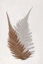 Ethereal Fern Fronds