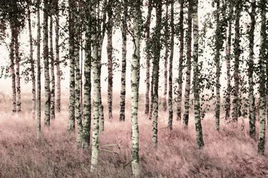 Ethereal Pink Birches