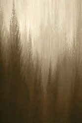Forest Haze