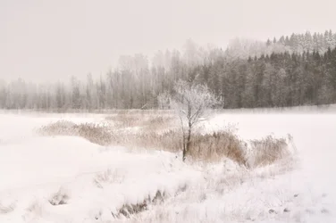Frosted Winter Tree