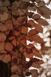 Golden Autumn Leaves